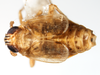 Habitus, dorsal view on Dicranotropis (Dicranotropis) hamata (Boheman, 1847): (Observation).