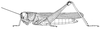 Phyllocercus bicoloripes Uvarov, 1941: Page 127, Figure 1. female habitus. (Otu).
