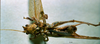 CollectionObject 1534911; BPBM 3224824, 840fb50b-b1a2-4997-86d3-cd9679d17fd7: male, ventral view. (CollectionObject).