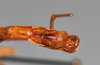CollectionObject 1559851; a19eb260-1d37-40ef-b547-e1b1d39f104b: copyright NTUC. male: end of abdomen, ventral view (syntype). (CollectionObject).;CollectionObject 1559852; 4f342293-8e32-43c8-aabd-67b5d43b4610: copyright NTUC. male: end of abdomen, ventral view (syntype). (CollectionObject).