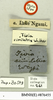 Tivia simulatrix Walker, 1869: Copyright Natural History Museum, London. Labels from holotype (adult male) in BM(NH). (Otu).