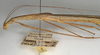 CollectionObject 1561972; NMW 1099, c80faeda-685f-4a02-9df8-e61b09089778: copyright NMW, Vienna. female: head and thorax, lateral view of synonym Sipyloidea corticina (holotype). (CollectionObject).