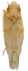 Habitus, dorsal view: !! display not done !! on Hymetta balteata McAtee, 1919: Habitus (H. trifasciata var. albata McAtee, INHS collection). (Observation).