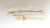 CollectionObject 1598574; b3fa2e76-aef5-4518-9a12-ba9e5ce800c7: copyright ETHZ, Zurich. male, lateral view (syntype). (CollectionObject).
