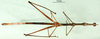 CollectionObject 1500892; 15631d0a-a3a3-477d-8e4b-68bf89e1c7d1: male, dorsal view (holotype of Corynorhynchus ruficornis). (CollectionObject).