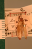 Dyakina apicigera (Walker, 1868): Copyright UMO, Oxford. Type, dorsal view. (Otu).