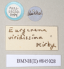 copyright Natural History Museum, London. female, data labels of synonym Eurycnema viridissima (paralectotype). Depicts CollectionObject 1563720; NHMUK(SF IMPORT DUPLICATE) 845028, fb7930ba-67bf-4588-b803-4ca388a69dd2, a CollectionObject.