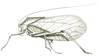 Sasima spinosa spinosa (Brunner von Wattenwyl, 1898): Pl. XIX, Fig. 47. female (pronotum 34, tegmina 85 mm, ovipositor 31 mm). (Otu).