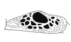 Ommatolampis quadrimaculata Carbonell & Descamps, 1978: Fig. 150. male tegmen. (Otu).