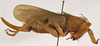 CollectionObject 1534498; 59734325-e8ef-4de4-8b8d-22b1f64be4ac: female, lateral view (holotype). (CollectionObject).