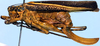 Poecilogramma striatifemur Karsch, 1887: female (Tanzania, Ukami). (Otu).