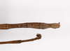CollectionObject 1557137; b9e8cfd5-2703-4de1-a0f4-5eed5fa3f775: copyright ZMB, Berlin. male: end of abdomen, dorsal view (syntype). (CollectionObject).;CollectionObject 1557138; 5fc68556-22dd-4594-bd84-d4e4150cbe92: copyright ZMB, Berlin. male: end of abdomen, dorsal view (syntype). (CollectionObject).