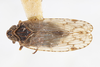 Habitus, dorsal view on Cixius (Pseudocixius) praecox Van Duzee, 1925: (Observation).
