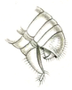 Eulobaspis ornata (Brunner von Wattenwyl, 1898): Pl. XX, Fig. 52b. male abdomen tip. (Otu).