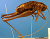 CollectionObject 1500379; 9fcdea08-b57b-4443-b1d2-b825b3071388: female, lateral view (holotype). (CollectionObject).
