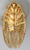 CollectionObject 1568242; 474401ba-b16e-4b16-a30e-892abc85a699: Photo by Heidi Hopkins. Holotype, adult male, ventral habitus. (CollectionObject).