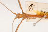 CollectionObject 1561483; 7927adf5-421a-4367-a893-b84f00a7e00d: copyright MHNG Geneva. male: head & thorax, dorsal view (holotype). (CollectionObject).