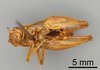 CollectionObject 1522773; 7a39439d-7c04-4313-a024-182f1c398bed: Male, ventral view (holotype). (CollectionObject).
