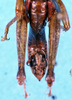 CollectionObject 1505167; 2bd7da55-aaa0-4c2c-abce-c2ff09a4cf40: male, abdomen (paratype). (CollectionObject).