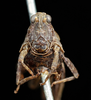 female, frontal view (syntype of Acrydium dorsale). Depicts CollectionObject 1597479; UZIU Thunberg Collection nr 15812, eefd850e-5e94-4da4-b33a-2c715bc34794, a CollectionObject.