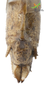 CollectionObject 1861853; 5cb915e0-df63-4b90-9627-d3dfa302e72b, Unioeste Cascavel K-0054: Female. End of abdomen, dorsal view. (CollectionObject).