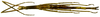 CollectionObject 1567607; c186bc43-a406-4dd2-bd95-e7cf8fc38a5b: copyright Brussels. female, dorsal view (paratype). (CollectionObject).;CollectionObject 1567608; 9f20d4e0-ad33-40ba-bea8-18b1a1f859c3: copyright Brussels. female, dorsal view (paratype). (CollectionObject).
