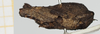 CollectionObject 1517850; aef624cc-3dd7-4322-a226-59f0b3504333, NHMUK10924417: female, lateral view (holotype). (CollectionObject).
