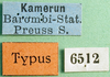 CollectionObject 1569883; 4c761c85-2e38-44d2-9594-d56f0b1174cb: labels (syntype of Chirista varians). (CollectionObject).