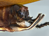 CollectionObject 1593124; 22755969-cfef-4a9f-814a-69618a9d7863: male terminalia, lateral view. (CollectionObject).
