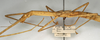 CollectionObject 1558840; c7cac0fe-23e1-4fd6-b9d9-e20bae349d3a: copyright NMW, Vienna. female: head and thorax, lateral view (syntype). (CollectionObject).;CollectionObject 1558841; 1fe4d4bf-01d9-4c34-a1d1-b3668f6a2a0c: copyright NMW, Vienna. female: head and thorax, lateral view (syntype). (CollectionObject).