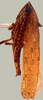 Habitus, lateral view on Prairiana bivirga (DeLong & Freytag, 1976): Male specimen [DZUP]: habitus, dorsal view. (Observation).