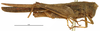 CollectionObject 1577263; OUM 701 3/5, aad87eba-03ff-446f-b9bb-5e7bf98e7dcb: male, lateral view (syntype of Acanthalobus longinotus). (CollectionObject).