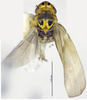 Habitus, dorsal view on Arboridia (Arboridia) reniformis Song & Li, 2013: (Observation).