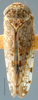 Habitus, dorsal view on Aligia Ball, 1907: Aligia jucunda, dorsally (NMNH). (Observation).