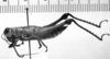 CollectionObject 1543680; 3815915a-9c82-4c56-8208-bab8d1b64765: Image Carbonell, C.S. female, lateral view (lectoallotype). (CollectionObject).