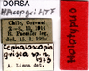 CollectionObject 1507029; dcfd9db8-0d68-4559-9d51-8edaa87668f7: labels (holotype). (CollectionObject).