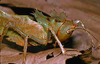CollectionObject 1576936; CHY101, 20caf88a-374b-494e-8c57-35483a5c0d57: male, lateral view. (CollectionObject).