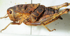CollectionObject 1498672; bf9a28ec-7ec6-43ea-9aa0-7195f4c97b5c: female, lateral view. (CollectionObject).