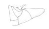 Ronderosia piceomaculata (Carbonell, 1972): Fig. 5E. male, abdomen tip, lateral view. (Otu).