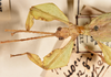 CollectionObject 1561239; 64124329-7811-4df4-829c-f138766ad5c3: copyright UMO. male Phyllium bioculatum head & thorax, dorsal view (holotype). (CollectionObject).