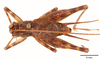 CollectionObject 1523747; f1a8ae68-265e-4836-8ba2-0db312d09a32: male, dorsal view (holotype). (CollectionObject).