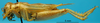CollectionObject 1530872; 2e77056e-37da-48c1-8aaf-208765f58481: male, lateral view (paralectotype). (CollectionObject).