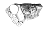 Maylasacris rugosa Cigliano & Amédégnato, 2010: Fig. 5U. male, head and pronotum, lateral view. (Otu).
