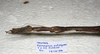 CollectionObject 1576532; 23ef1579-bcd0-4b72-95cd-7b984016a422: copyright ZRC Singapore. female: head & thorax, lateral view (holotype). (CollectionObject).