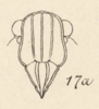 Head: !! display not done !! on Obia tenebrosa Distant, 1887: (Observation).