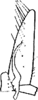 Subgenital plate: !! display not done !! on Alebrasca expansa (Dworakowska, 1995): genital plate. (Observation).