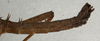 CollectionObject 1560113; NMW 463, 65967666-e879-4f02-90d7-07f3b4da0a39: copyright NMW, Vienna. male: end of abdomen, lateral view (lectotype). (CollectionObject).