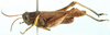 Eucoptacra torquata Bolívar, 1912: male, lateral view. (Otu).