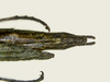 CollectionObject 1582172; MZSP MZSP 175, 5cbc6a58-0847-4f50-af37-453a0b9a5120: copyright MZSP. female: end of abdomen, dorsal view. (CollectionObject).