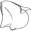 Pygofer, lateral view on Empoascanara (Empoascanara) singhi Dworakowska, 1980: Pygofer, lateral view. (Observation).